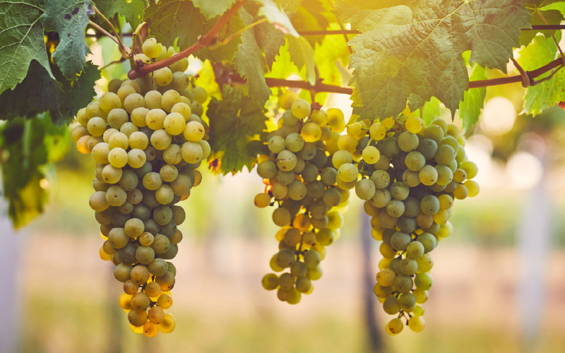 GrapeUP turns grape waste into value
