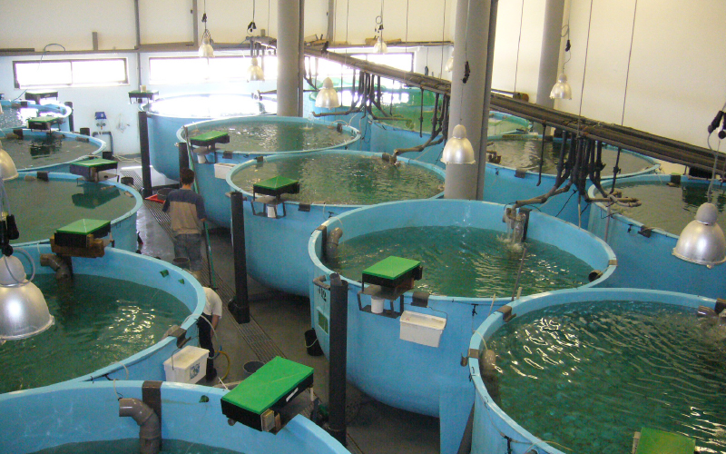 Projeto português quer revolucionar a alimentação na aquacultura com dietas funcionais
